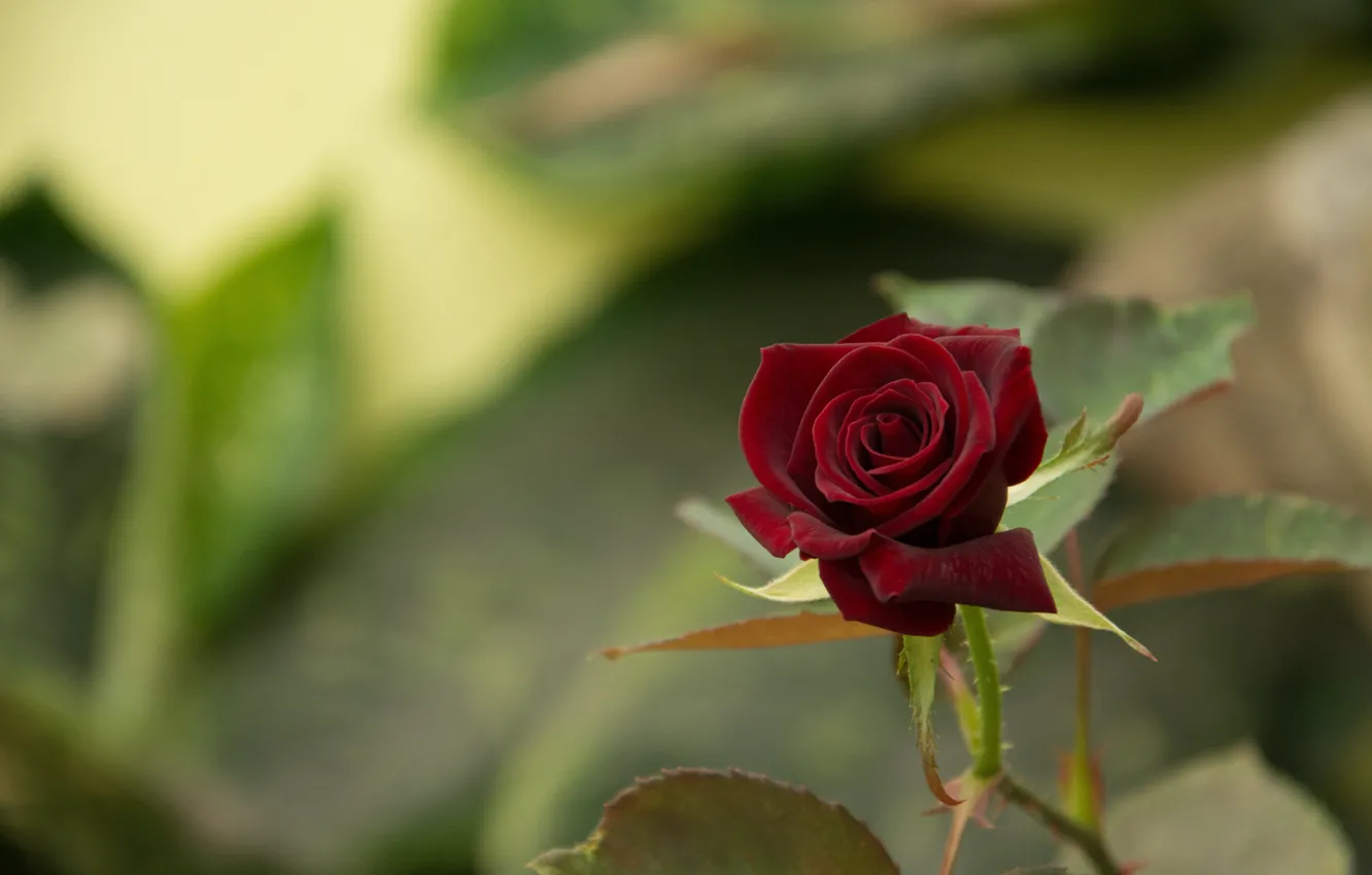 Photo wallpaper Burgundy, blurred background, rosebud