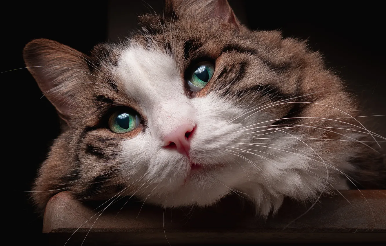 Photo wallpaper cat, cat, look, muzzle, green eyes