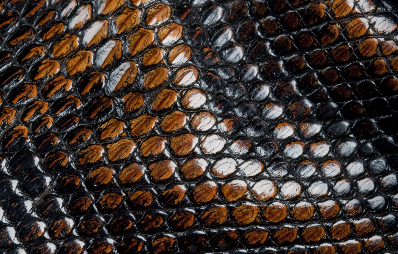 Photo wallpaper snakes, scales, leather, animal texture