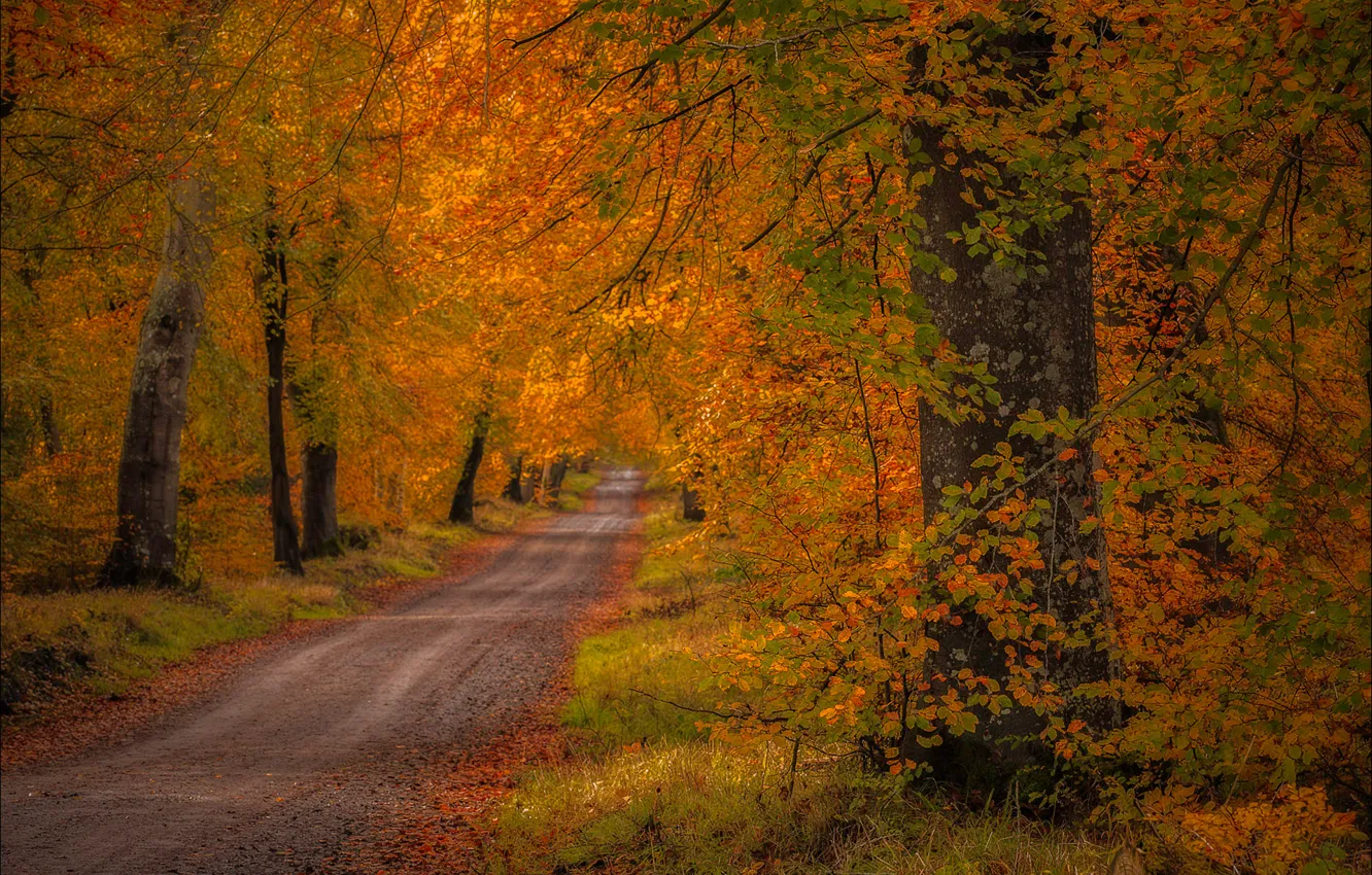 Photo wallpaper road, autumn, forest, trees