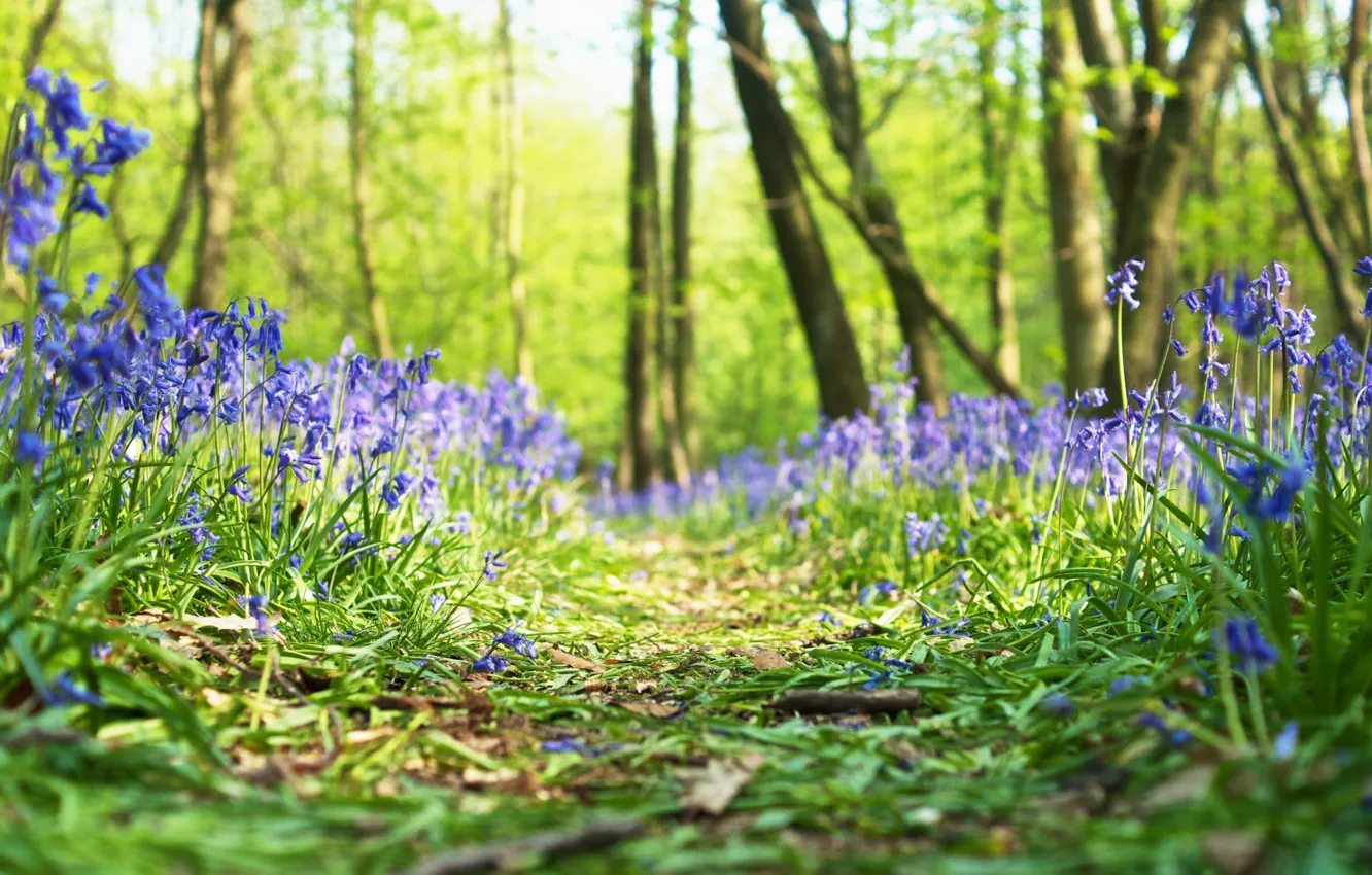 Photo wallpaper forest, grass, flowers, spring
