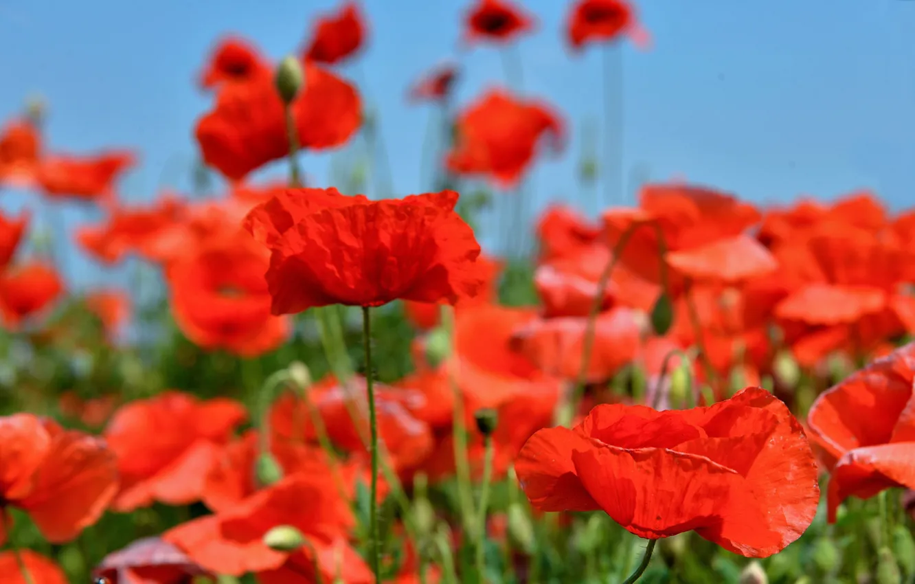 Photo wallpaper field, Maki, meadow