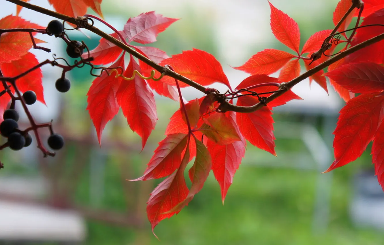 Photo wallpaper autumn, leaves, macro, berries, vines