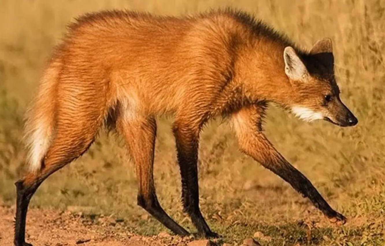 Wallpaper fox, animal, south america, maned wolf for mobile and desktop