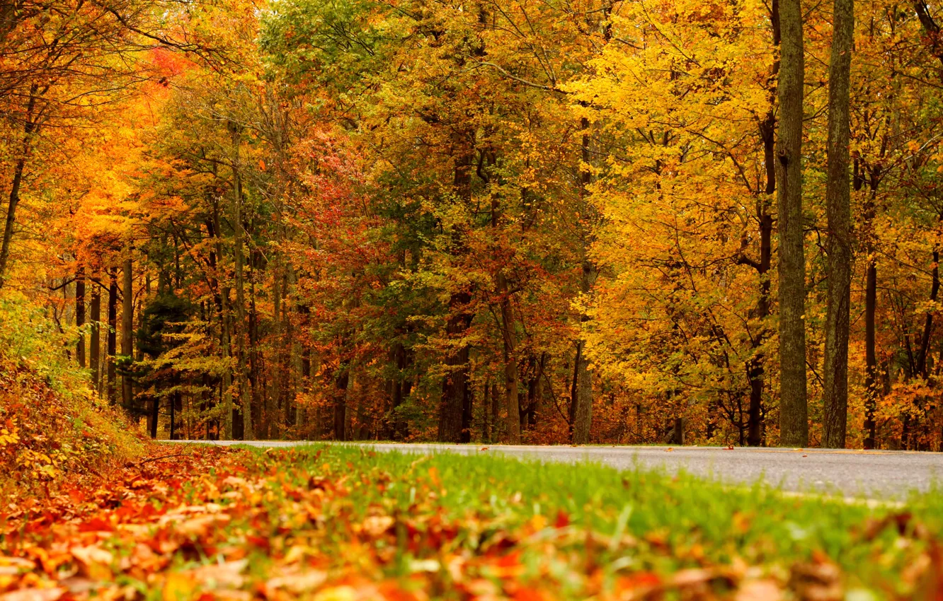 Photo wallpaper road, autumn, leaves, nature, colors, colorful, road, trees