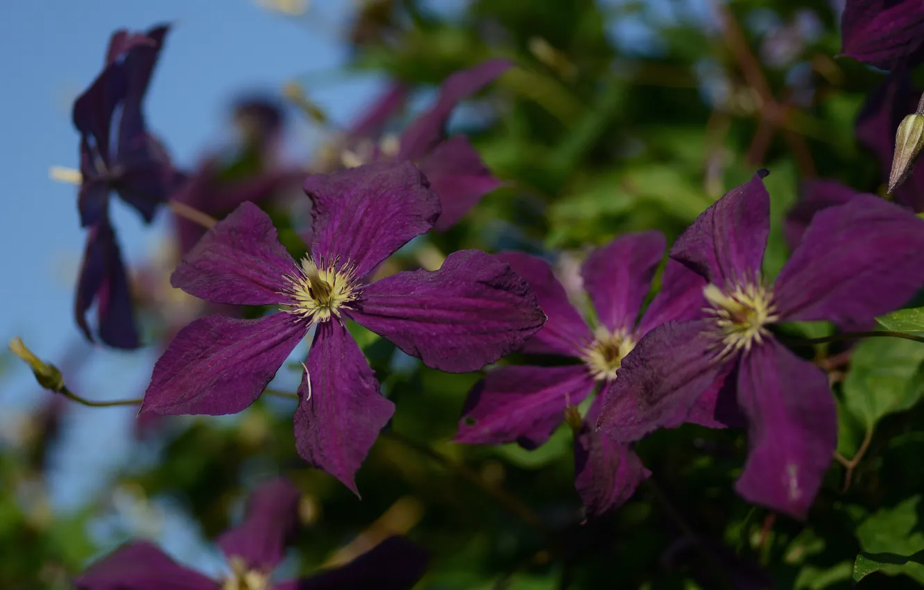 Photo wallpaper summer, the sky, flowers, clematis