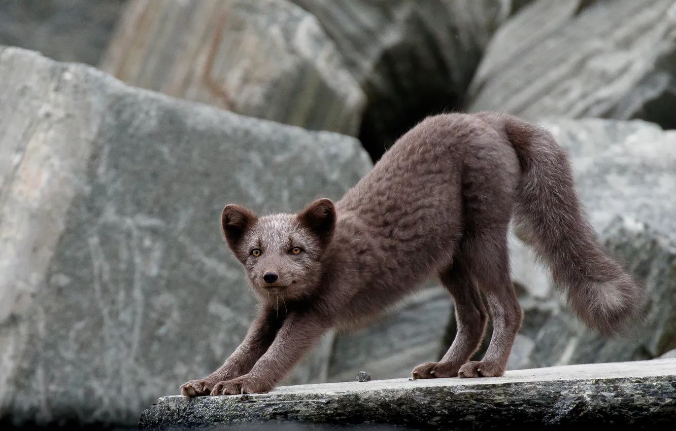 Photo wallpaper pose, stones, Fox, stretching