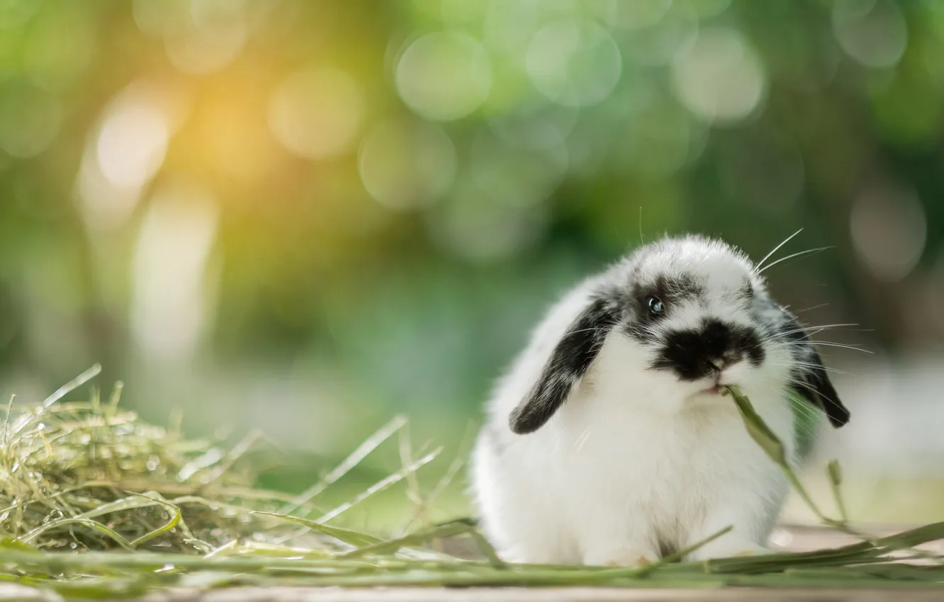Photo wallpaper summer, white, young, rabbit, spring, pet, wildlife, wild