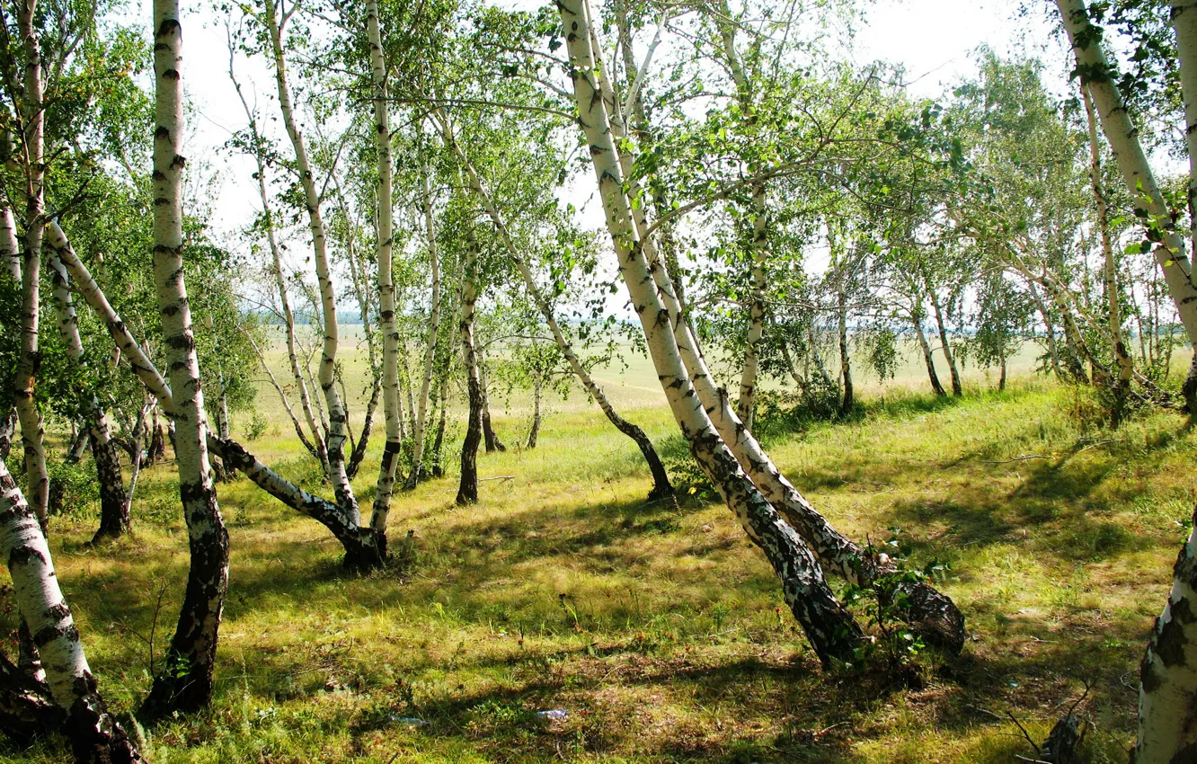 Photo wallpaper grass, trees, nature, photo, birch