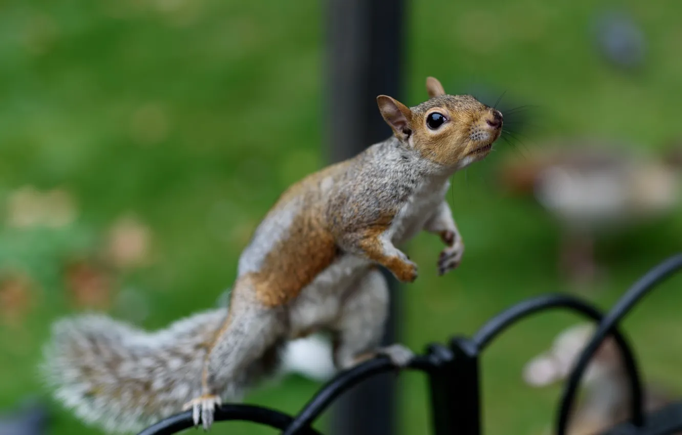 Photo wallpaper nature, animal, fence, protein, animal, rodent