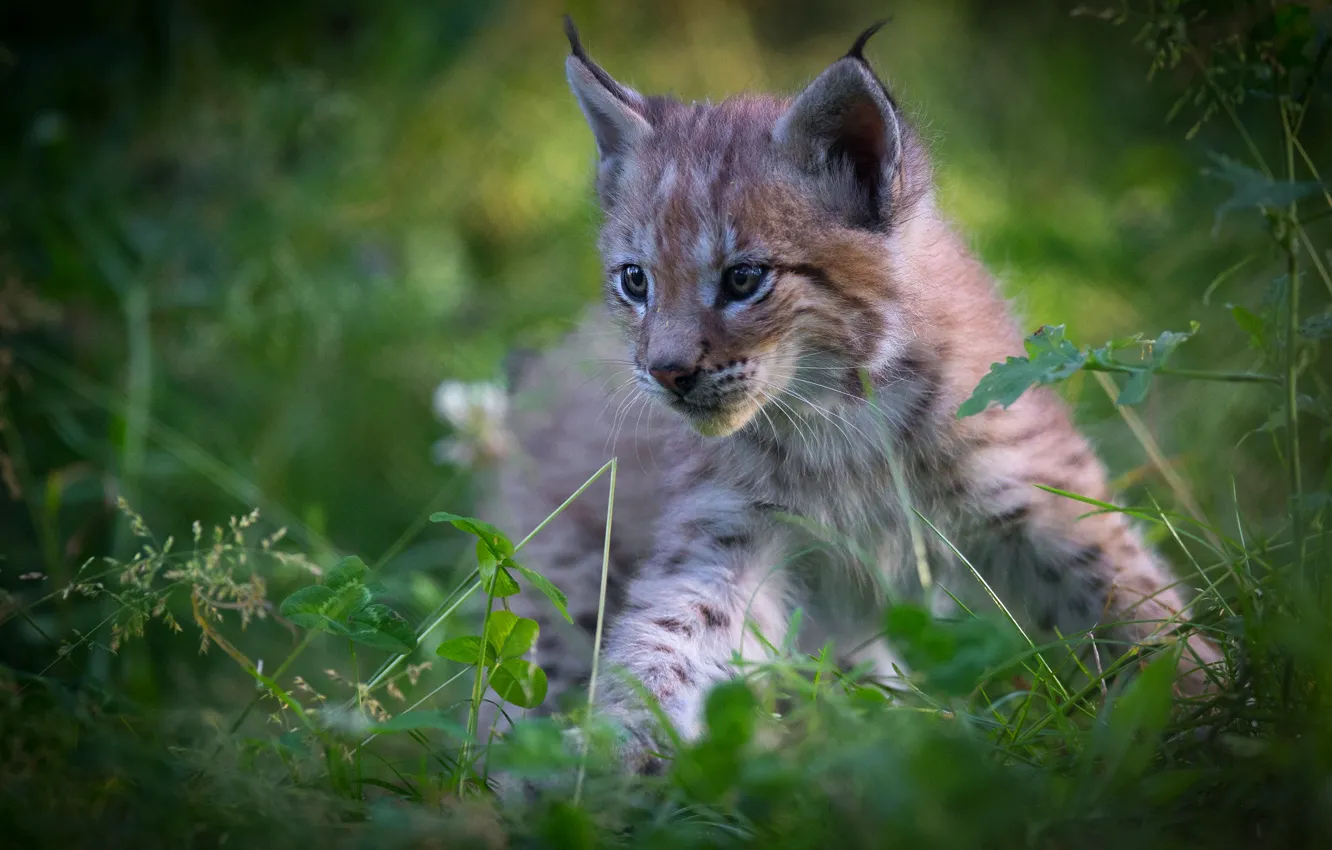 Photo wallpaper greens, summer, grass, look, nature, pose, background, portrait