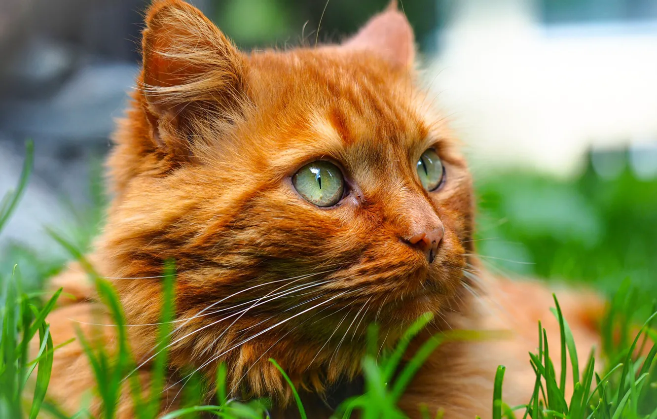 Photo wallpaper cat, grass, look, portrait, muzzle, red cat, cat