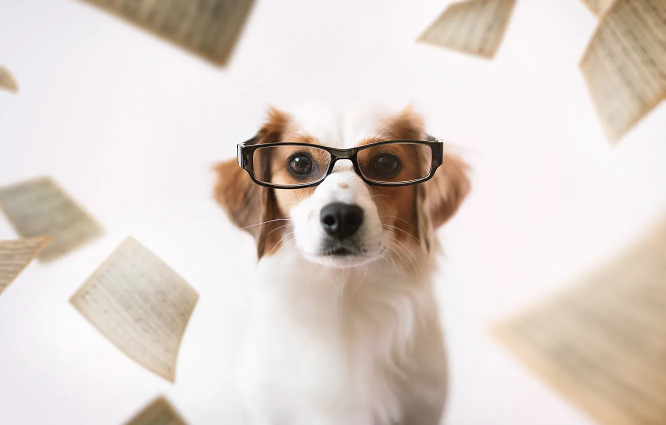 Photo wallpaper each, dog, glasses