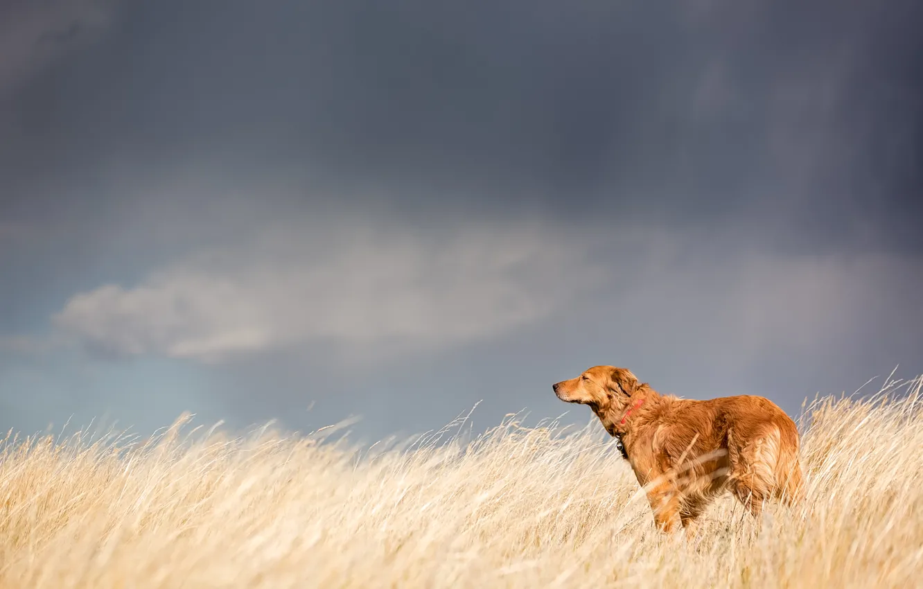 Photo wallpaper look, each, dog