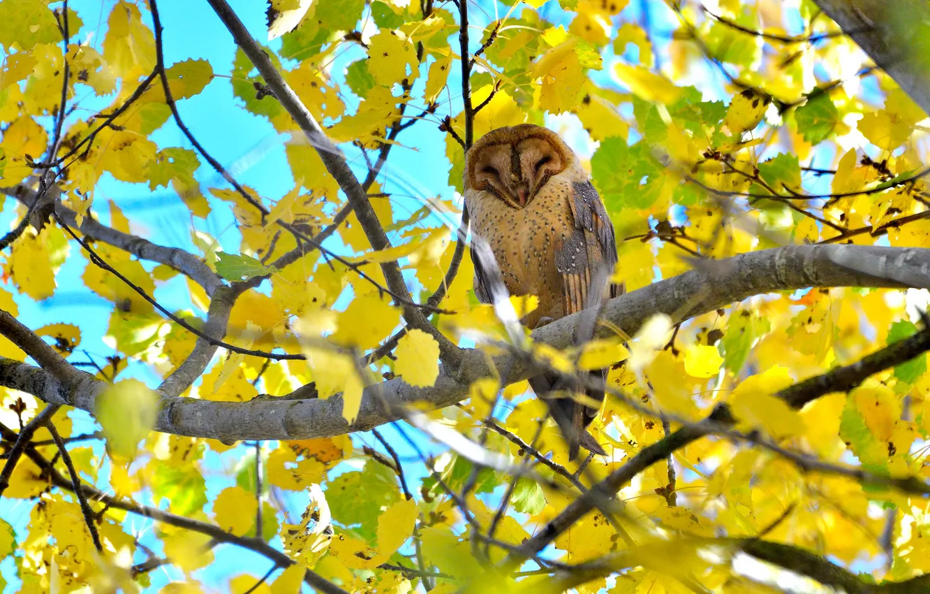 Photo wallpaper autumn, leaves, branches, owl, bird, the barn owl