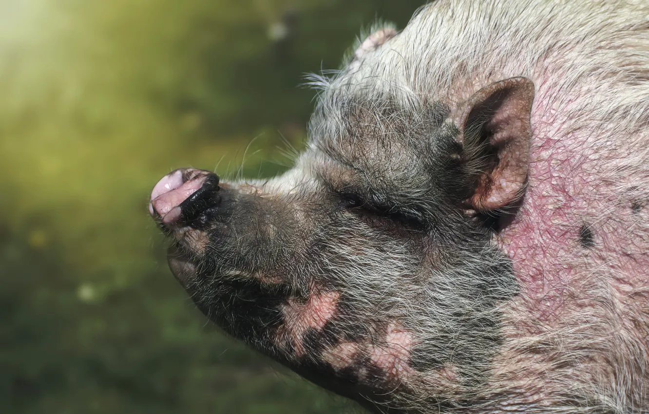 Photo wallpaper nature, background, pig