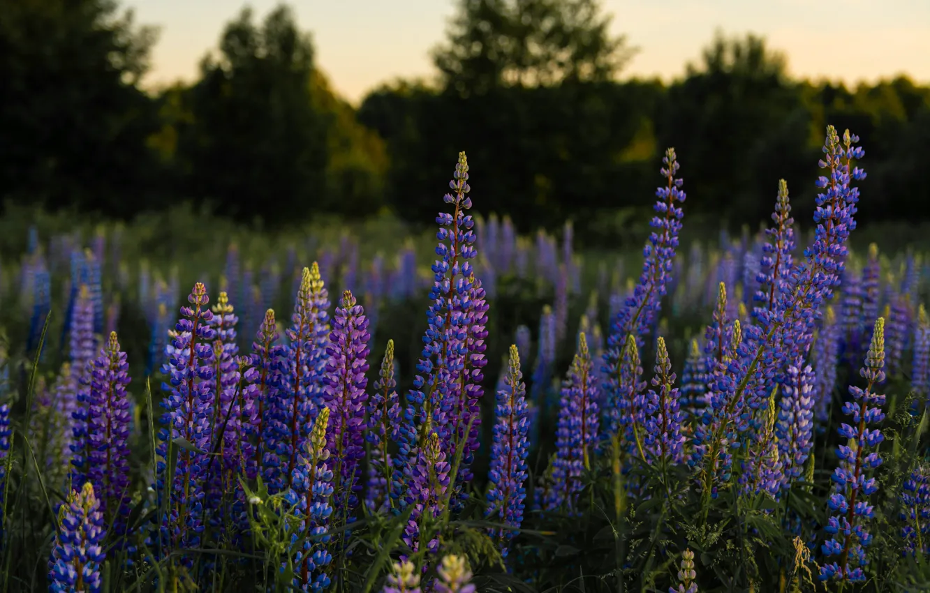 Photo wallpaper forest, summer, flowers, the evening, meadow, lilac, lupins