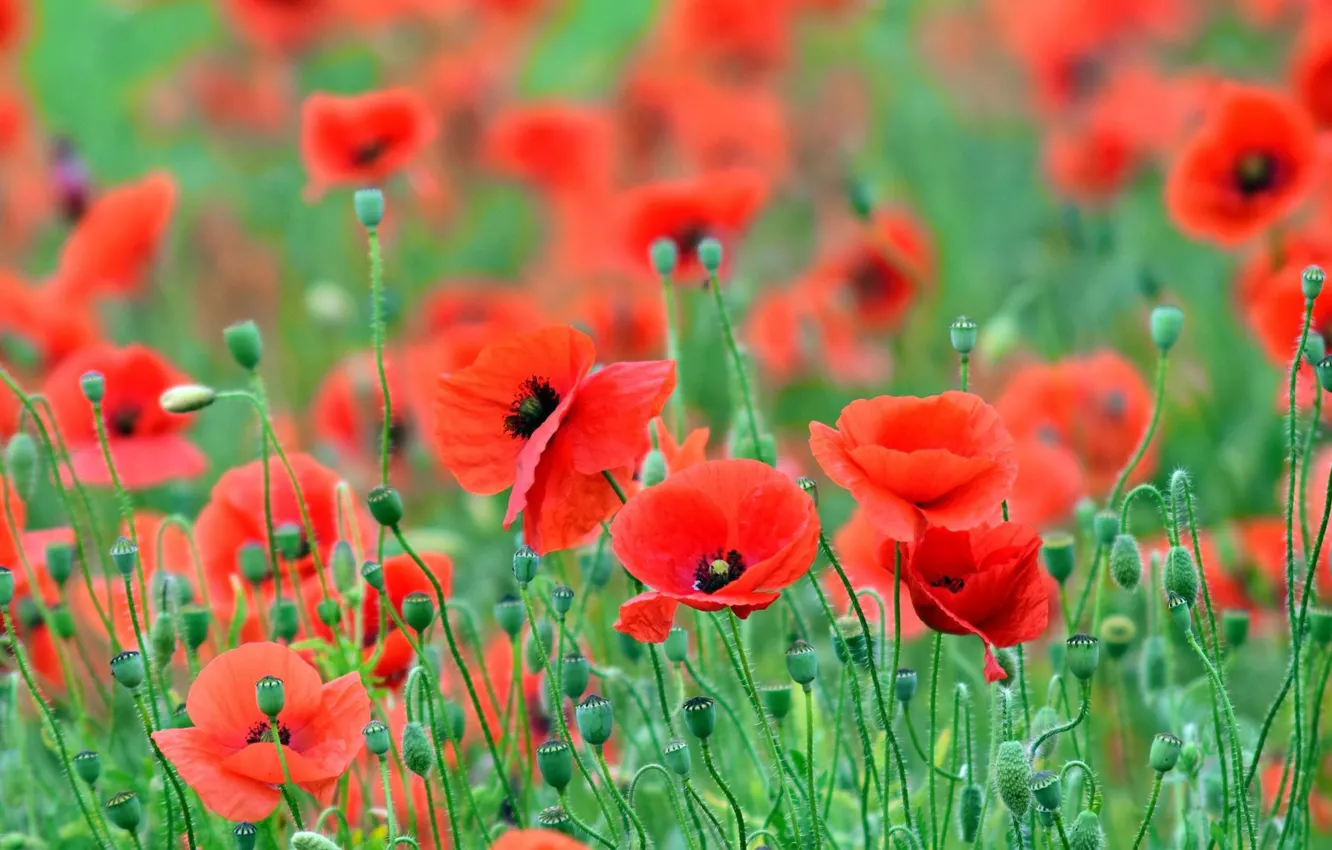 Photo wallpaper field, summer, flowers, nature, Maki, flowering