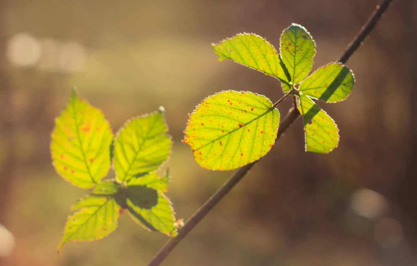 Photo wallpaper green, leaf, twig