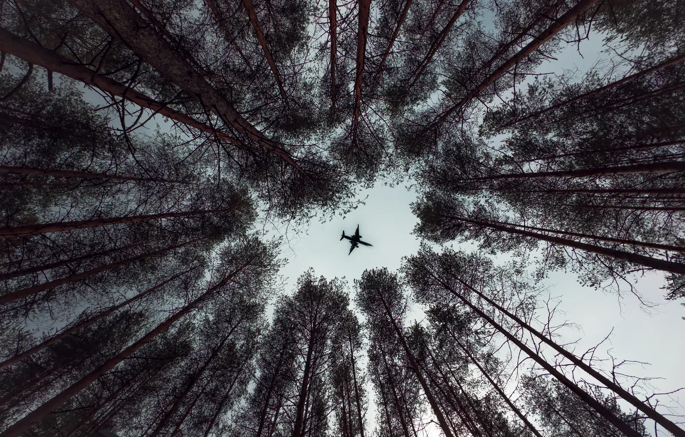 Photo wallpaper trees, the plane, pine, caught a frame, Vladislav Trushkov