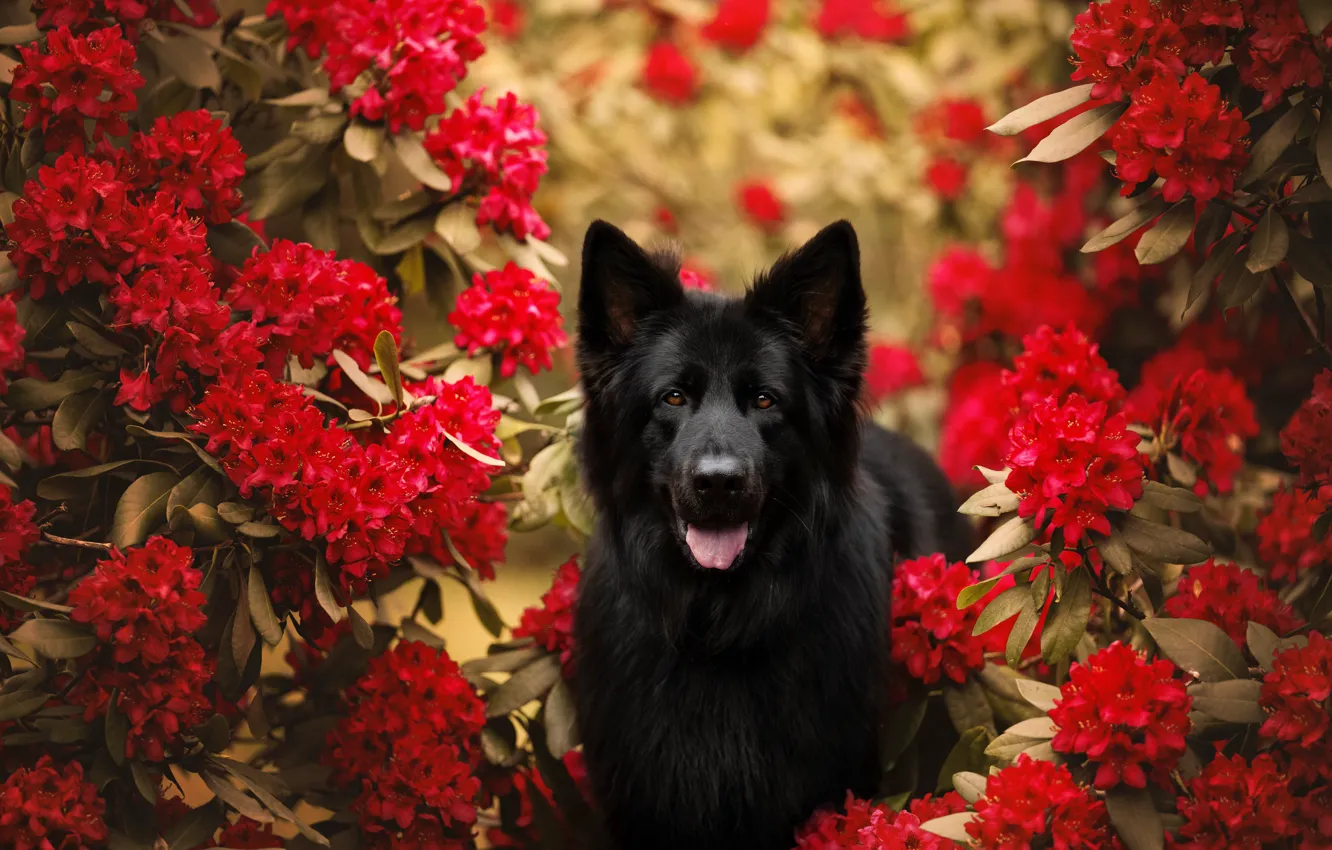 Photo wallpaper language, look, face, flowers, red, nature, pose, black
