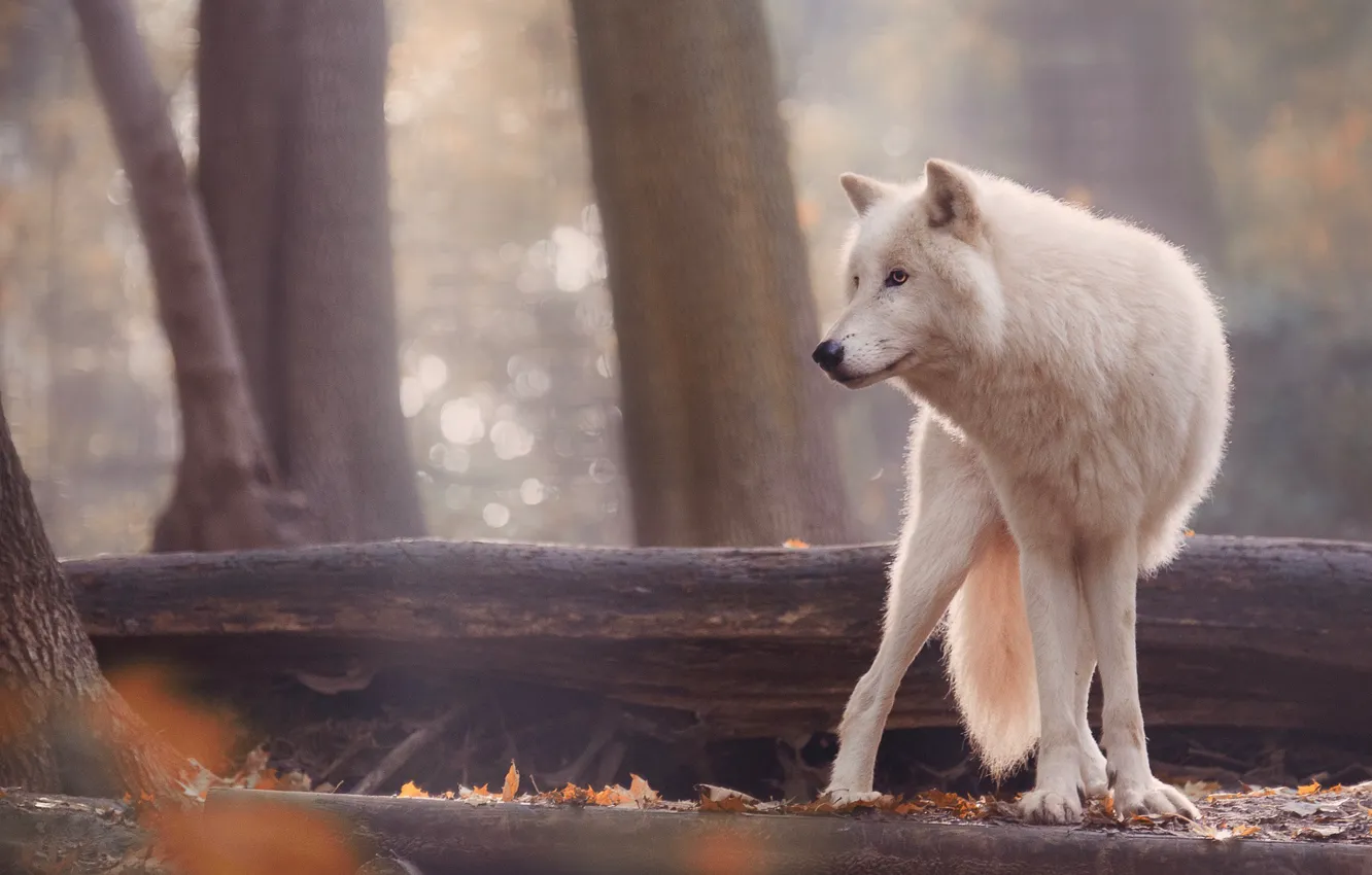 Photo wallpaper autumn, trees, nature, animal, trunks, wolf, predator, bokeh