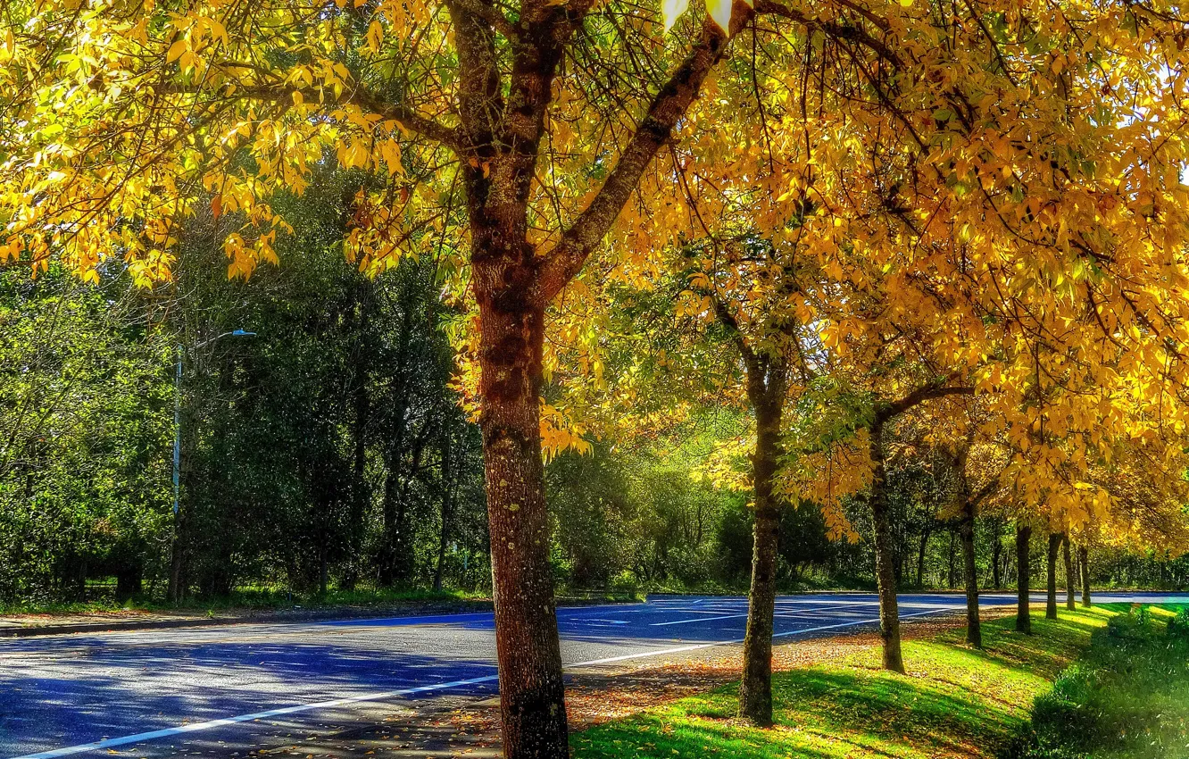 Photo wallpaper road, autumn, leaves, trees, HDR, shadow, trees, autumn
