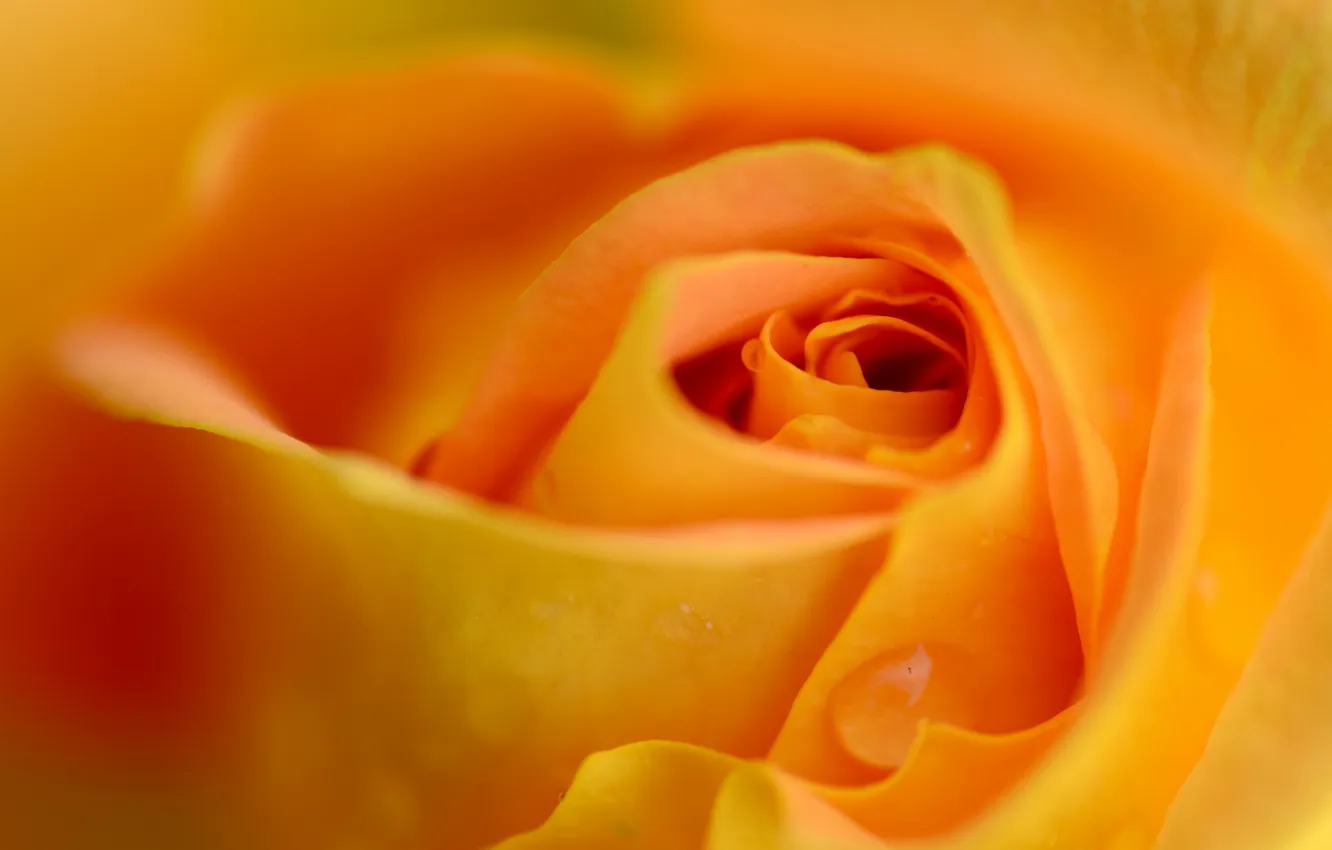 Photo wallpaper flowers, roses, petals