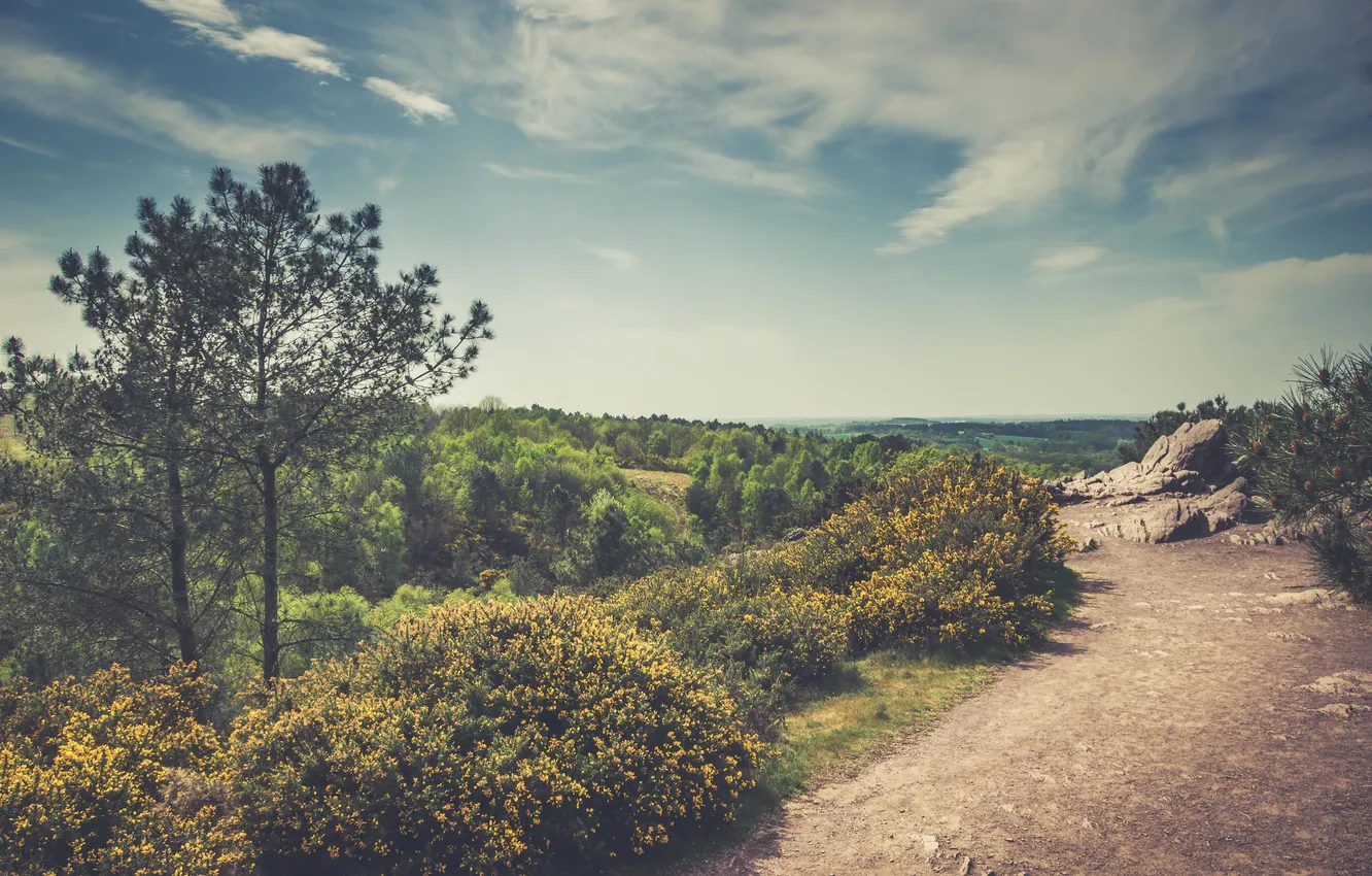 Photo wallpaper the sky, clouds, flowers, stones, valley, horizon, the bushes, pine