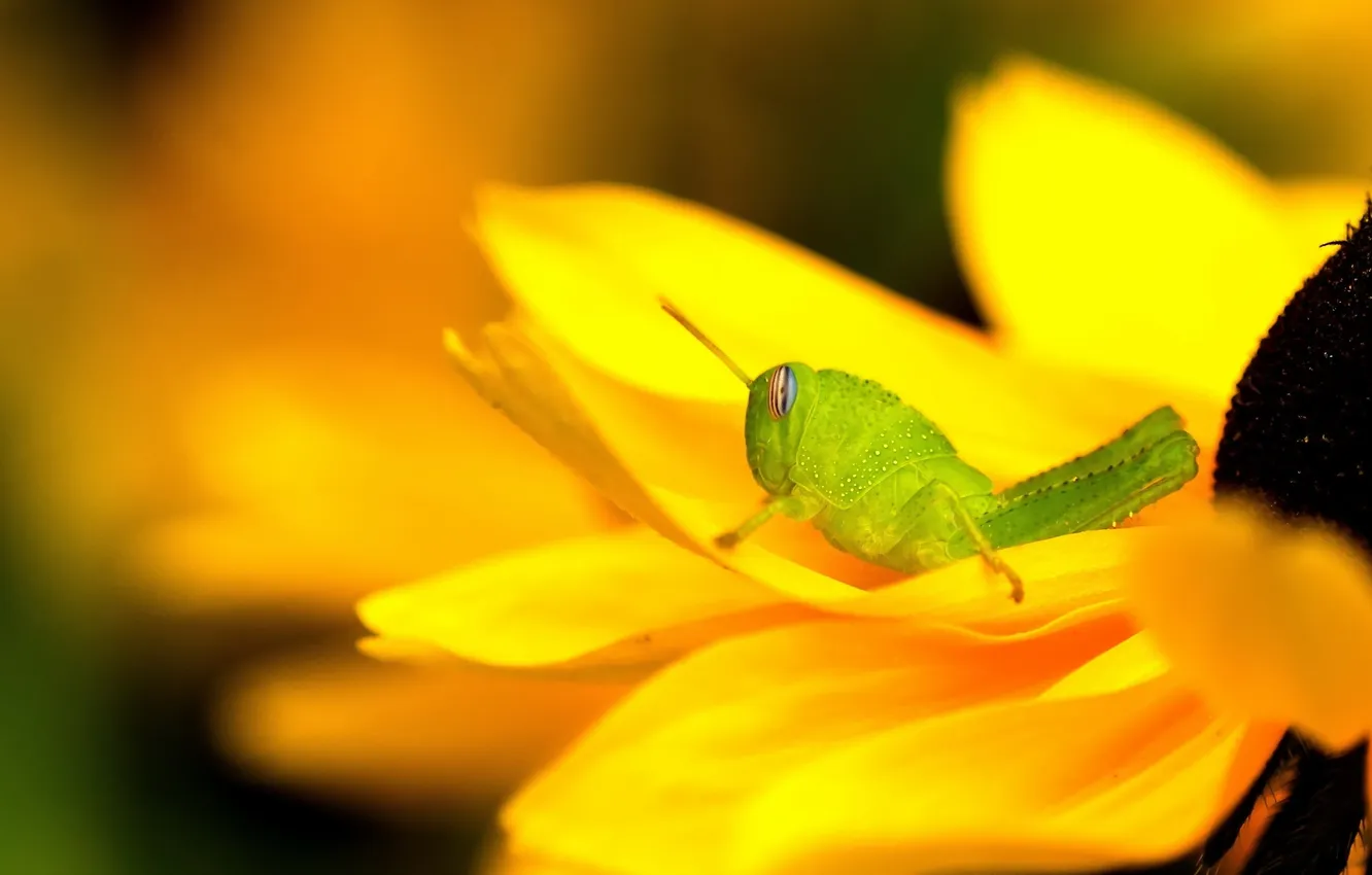 Photo wallpaper macro, flowers, grasshopper