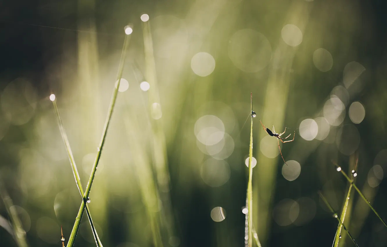Photo wallpaper summer, grass, macro, web, spider, bokeh, walk under the sun