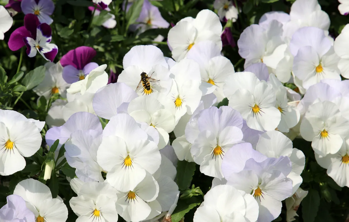 Photo wallpaper white, bee, viola