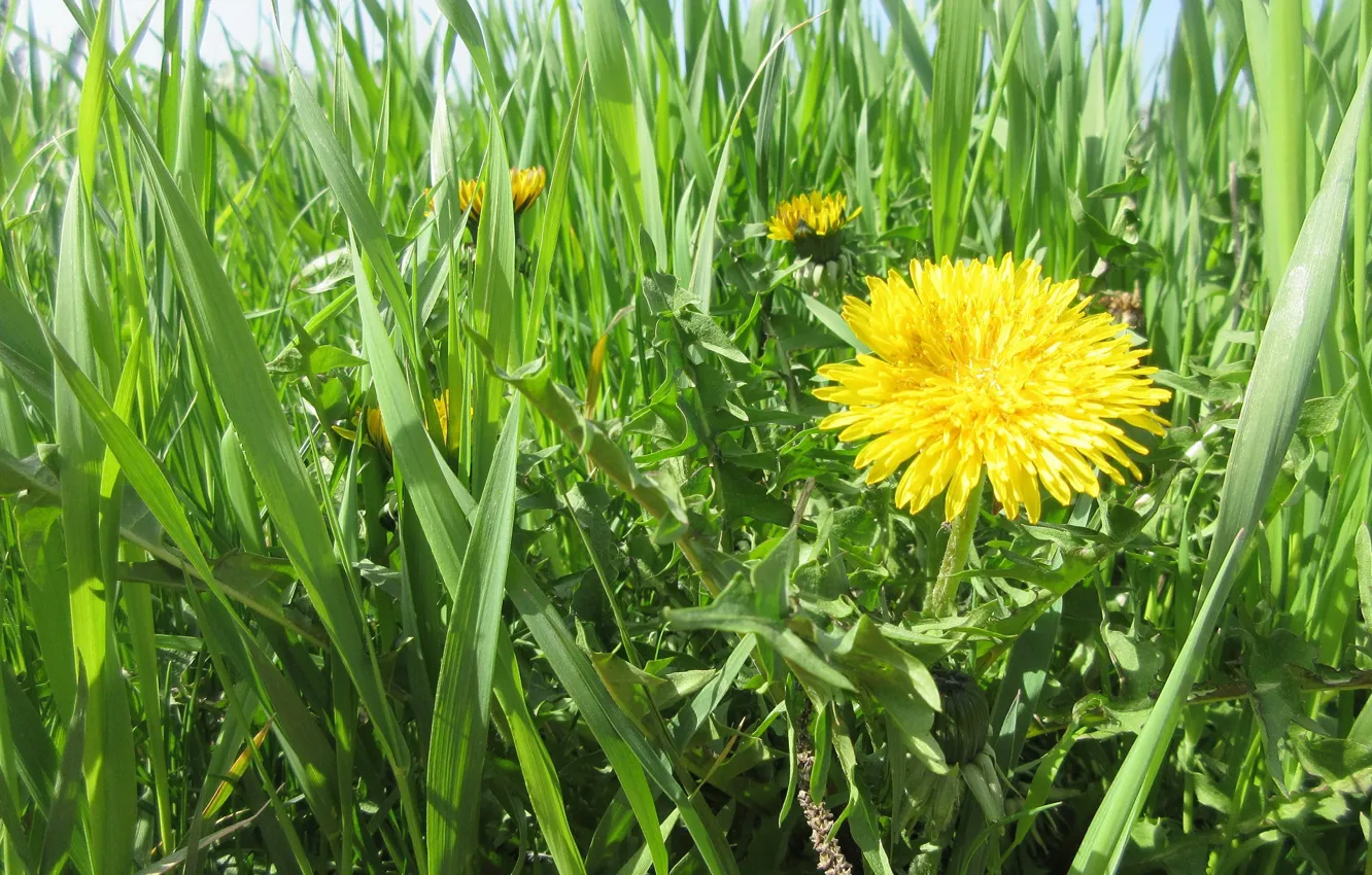 Photo wallpaper grass, dandelion, spring 2018, Meduzanol ©