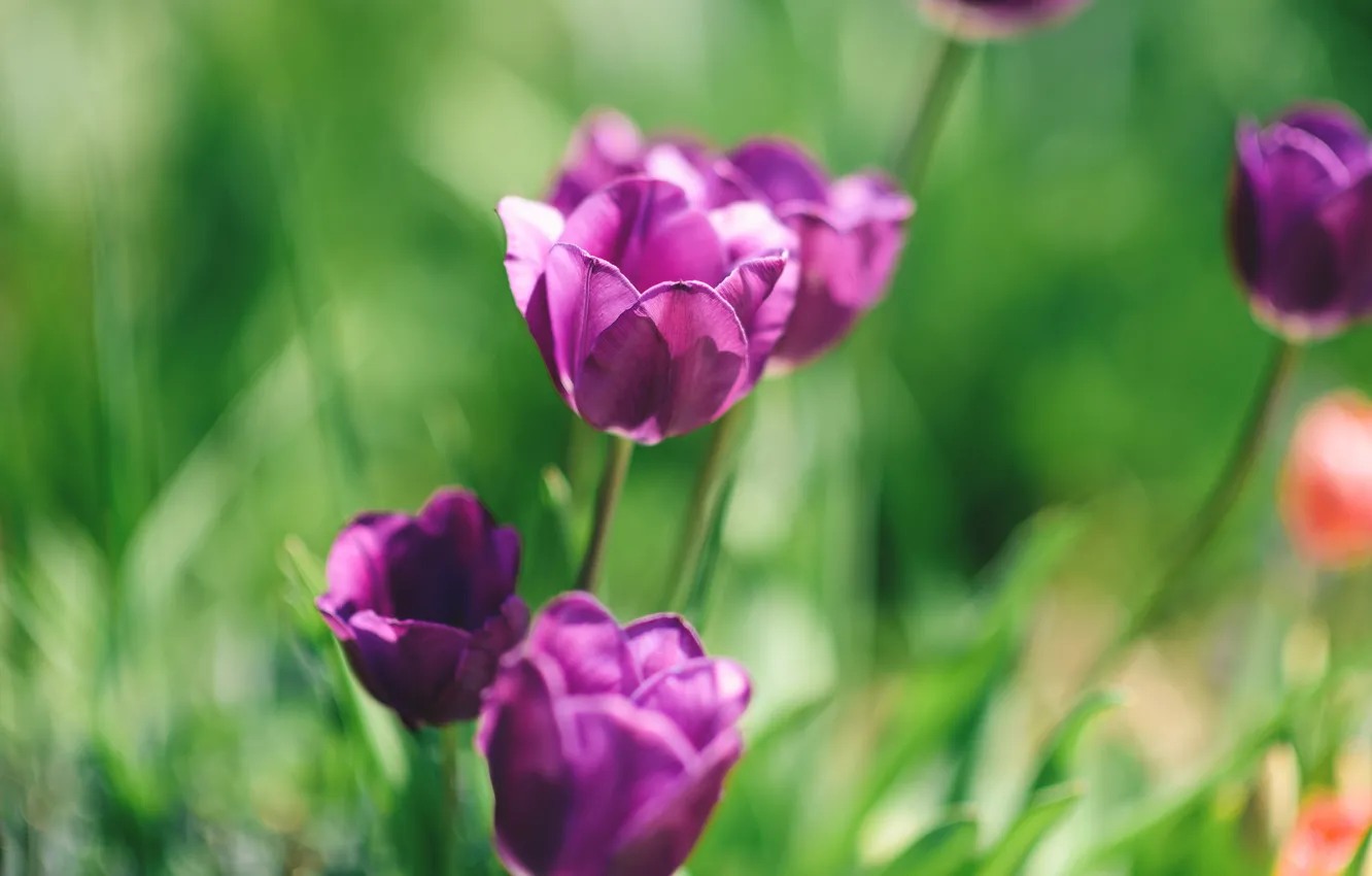 Photo wallpaper macro, flowers, tulips
