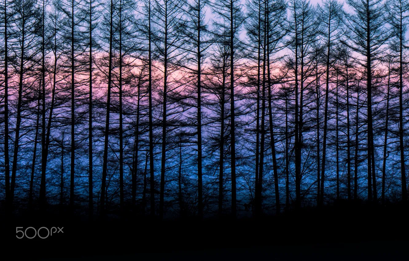 Photo wallpaper the sky, trees, paint, silhouette