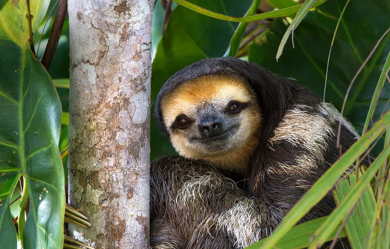 Photo wallpaper nature, three-toed sloth, Guyana