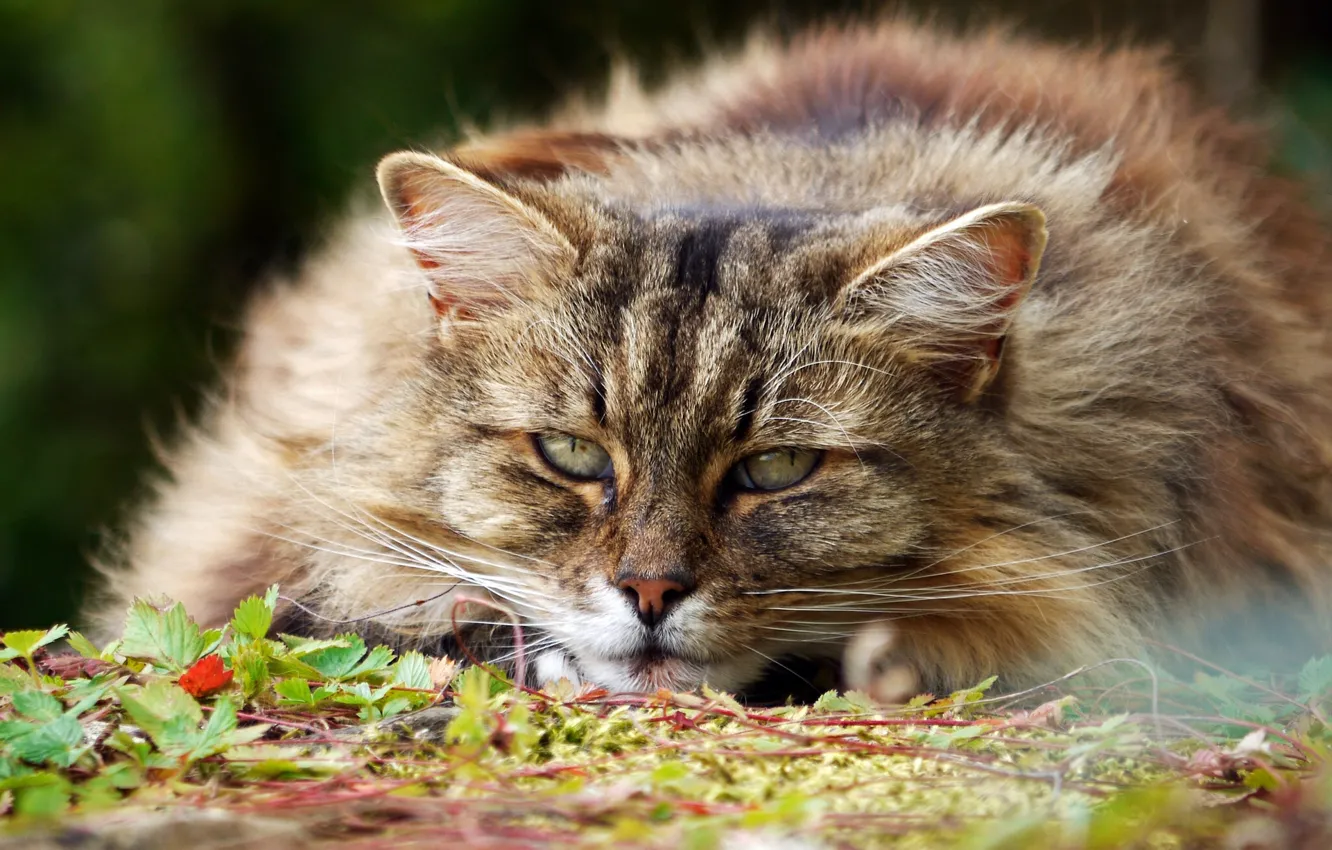 Photo wallpaper cat, look, face, fluffy, important