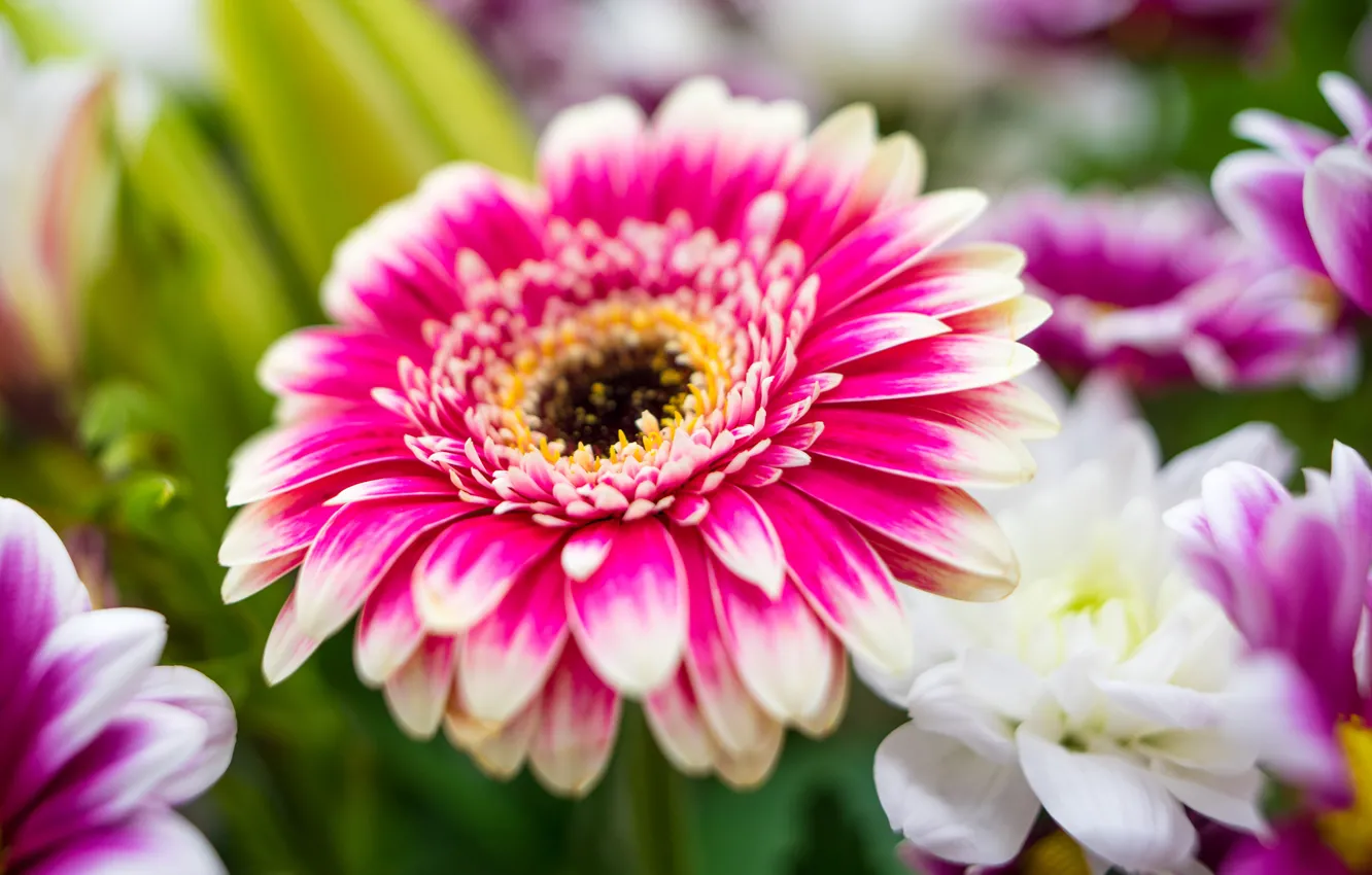 Photo wallpaper red, petals, white