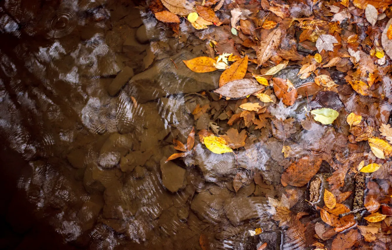 Photo wallpaper autumn, leaves, water