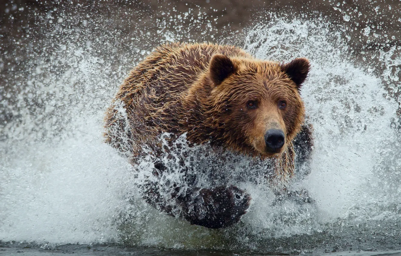 Photo wallpaper water, drops, squirt, wet, bear, bear