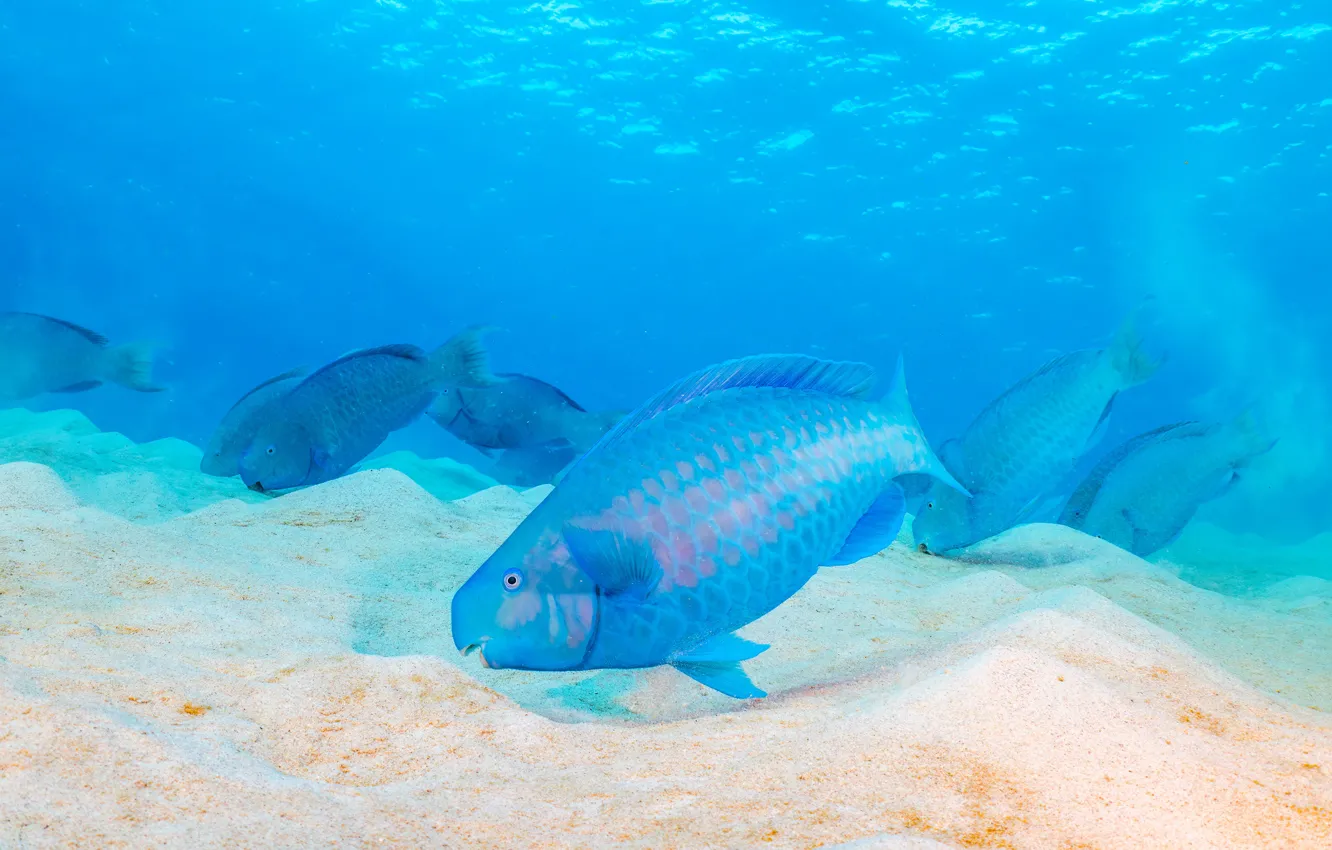 Photo wallpaper sand, sea, blue, fish, underwater world, the bottom of the sea, swimming, parrot fish