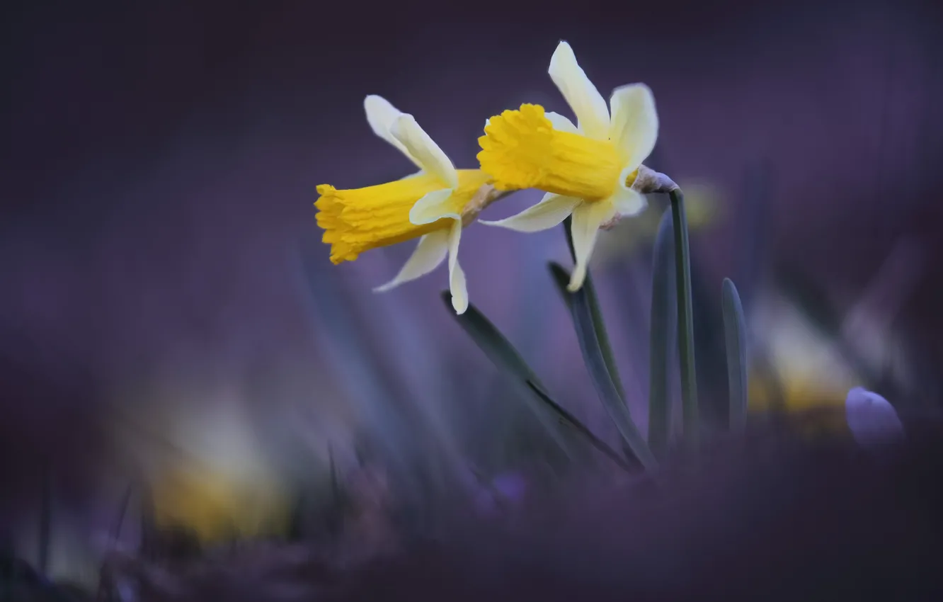 Photo wallpaper macro, background, blur, Duo, daffodils