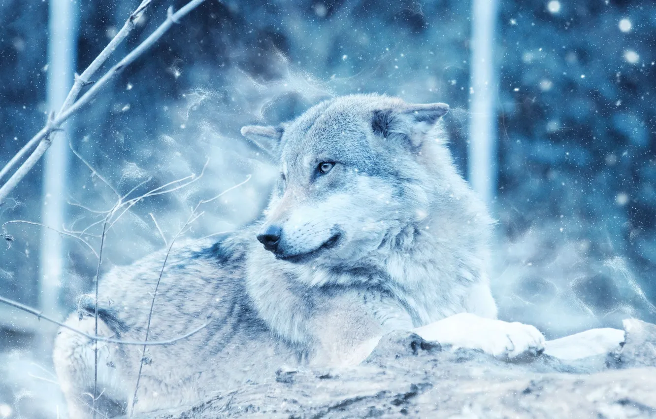 Photo wallpaper nature, snow, predator, animal, wolf, wildlife, Canis lupus, portrait.