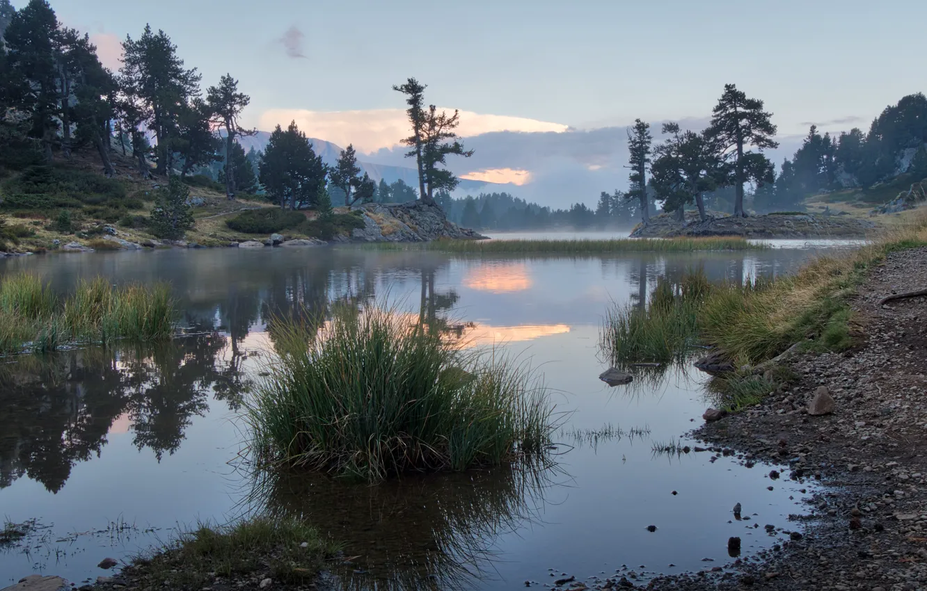 Photo wallpaper forest, grass, lake, shore, pine, bumps
