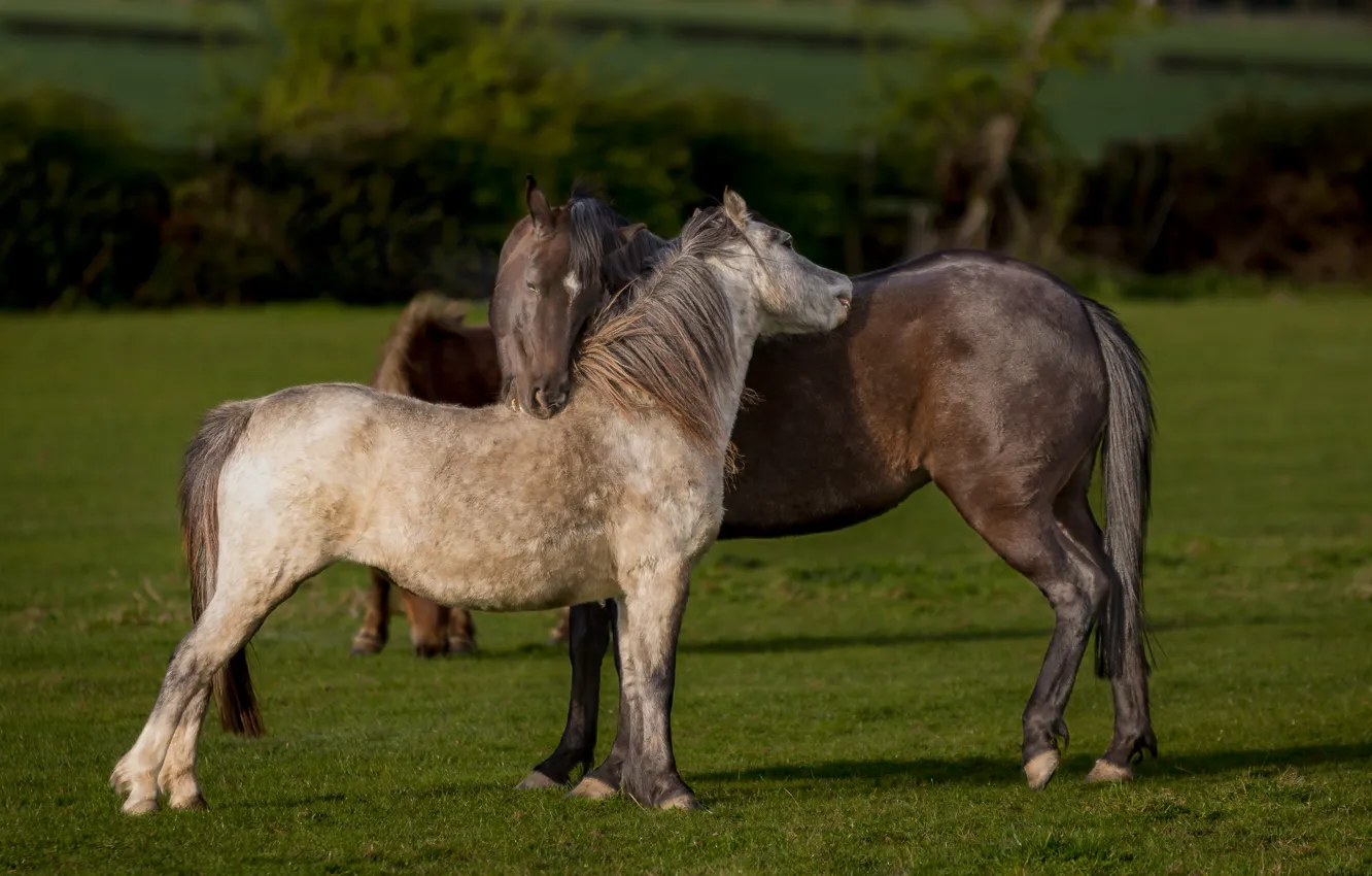Photo wallpaper greens, field, summer, grass, love, nature, mood, horse
