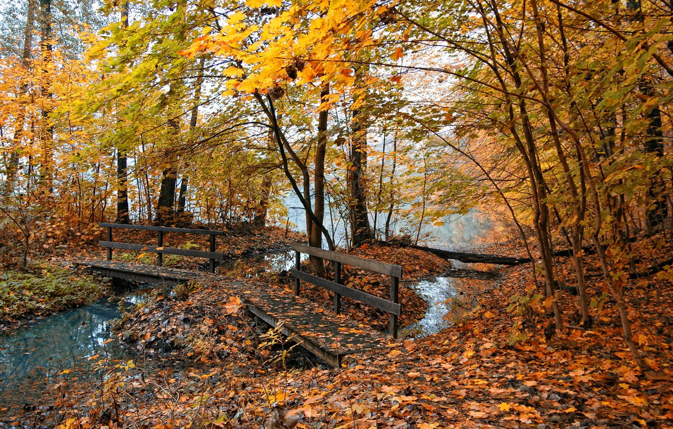 Photo wallpaper autumn, nature, fog, pond, yellow leaves, the bridge