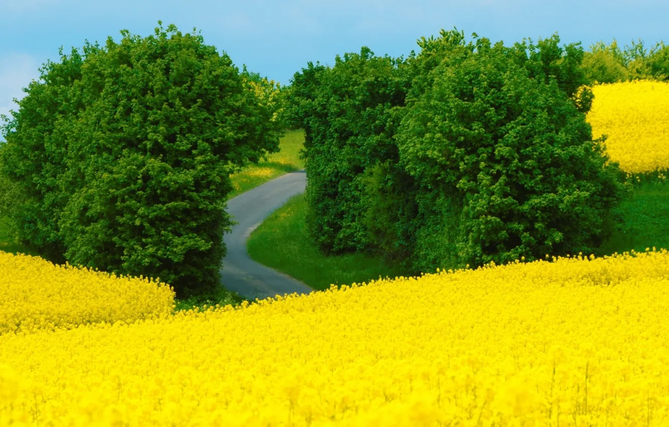 Photo wallpaper summer, trees, yellow, nature, green, landscape, spring