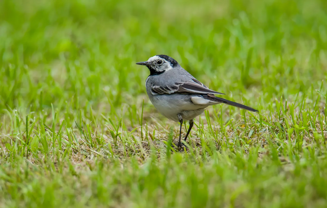 Photo wallpaper bird, photohunt, Wagtail