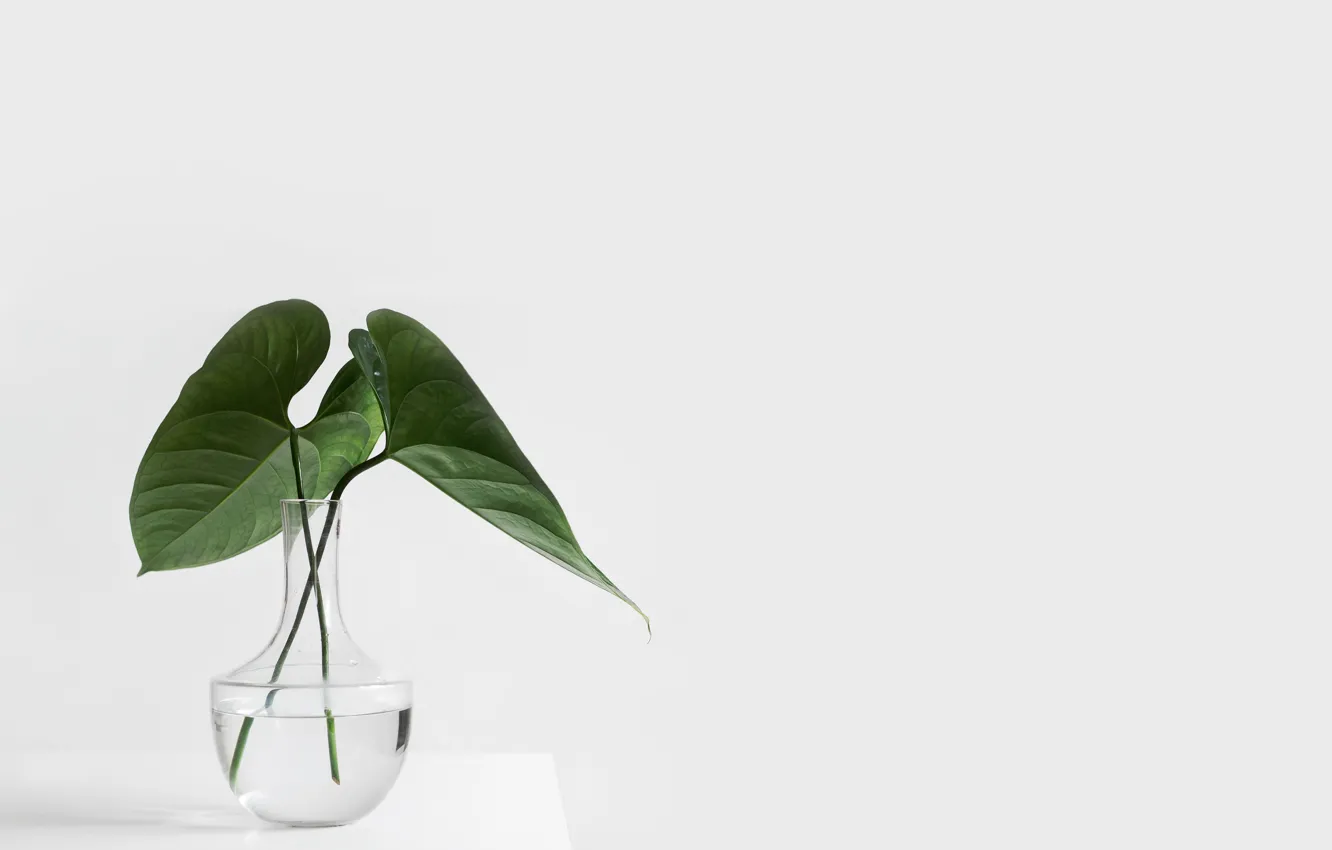 Photo wallpaper white, leaves, plant, petals, vase