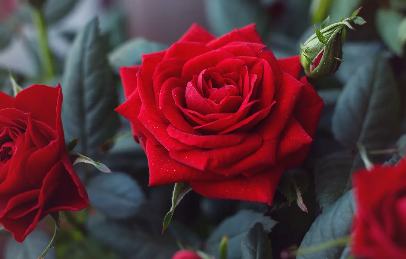 Photo wallpaper flowers, red, roses, flowering